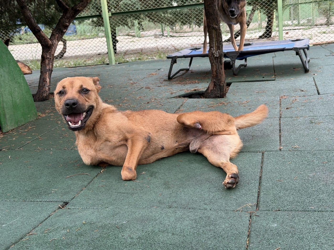 Sponsored StrayKind — GIVING BACK