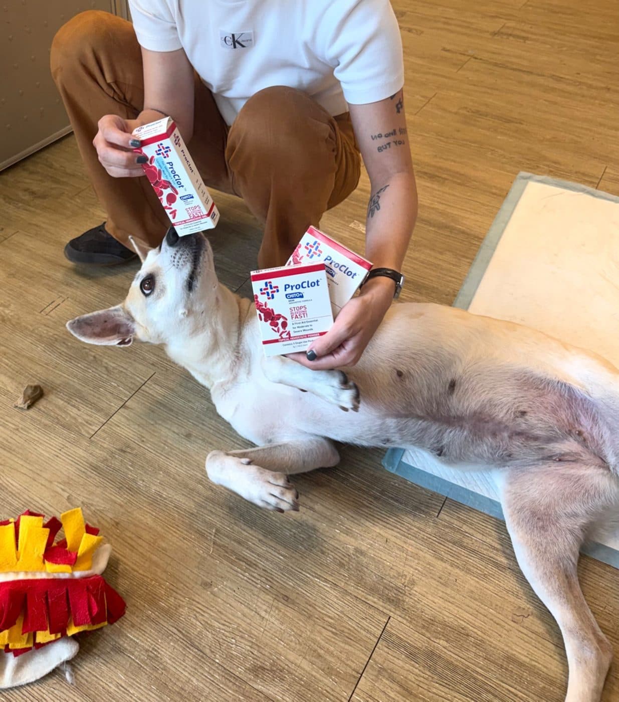 Sponsored Taiwan SPCA — GIVING BACK